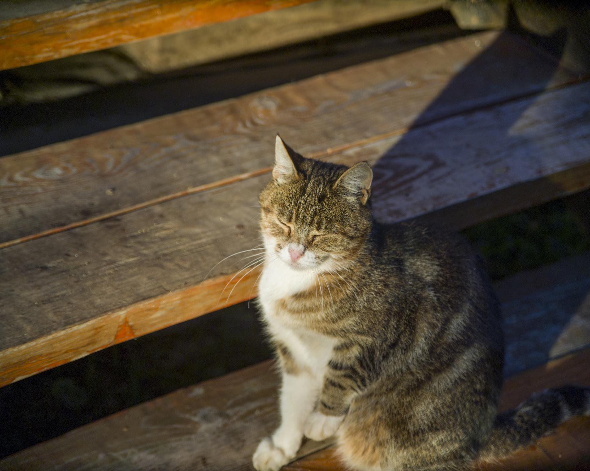 A tabby cat with closed eyes sits on wooden steps, basking in the warm sunlight.