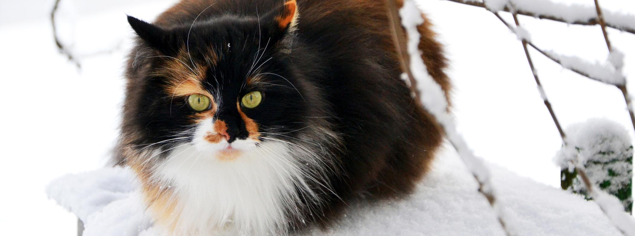 A Ragamuffin curls up in the cold in the snow