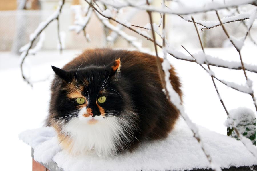 A Ragamuffin curls up in the cold in the snow