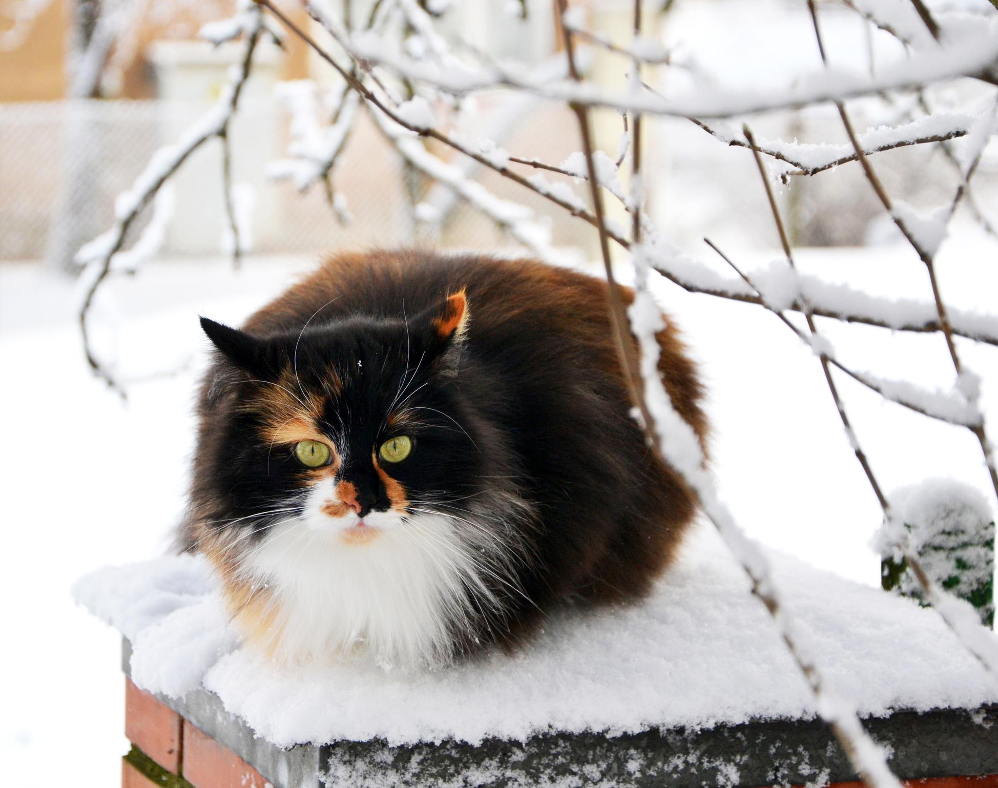 A Ragamuffin curls up in the cold in the snow