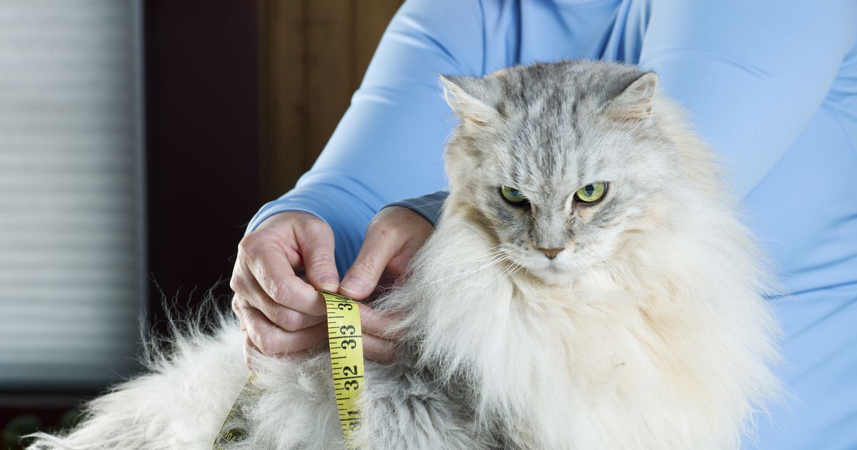 How to help your cat lose weight ManyPets