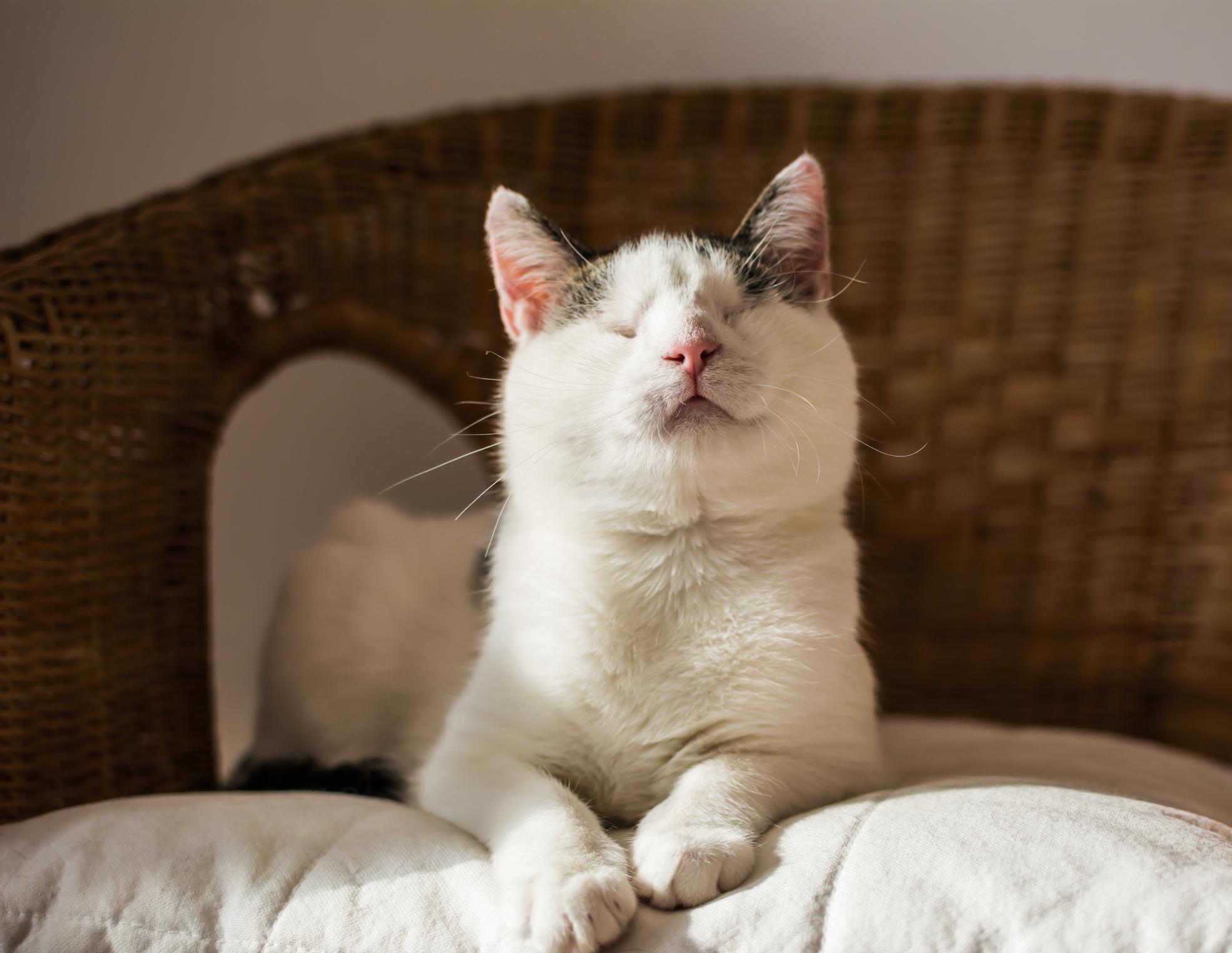 A white and grey blind cat sits contentedly on a cushion in a wicker chair, basking in sunlight.