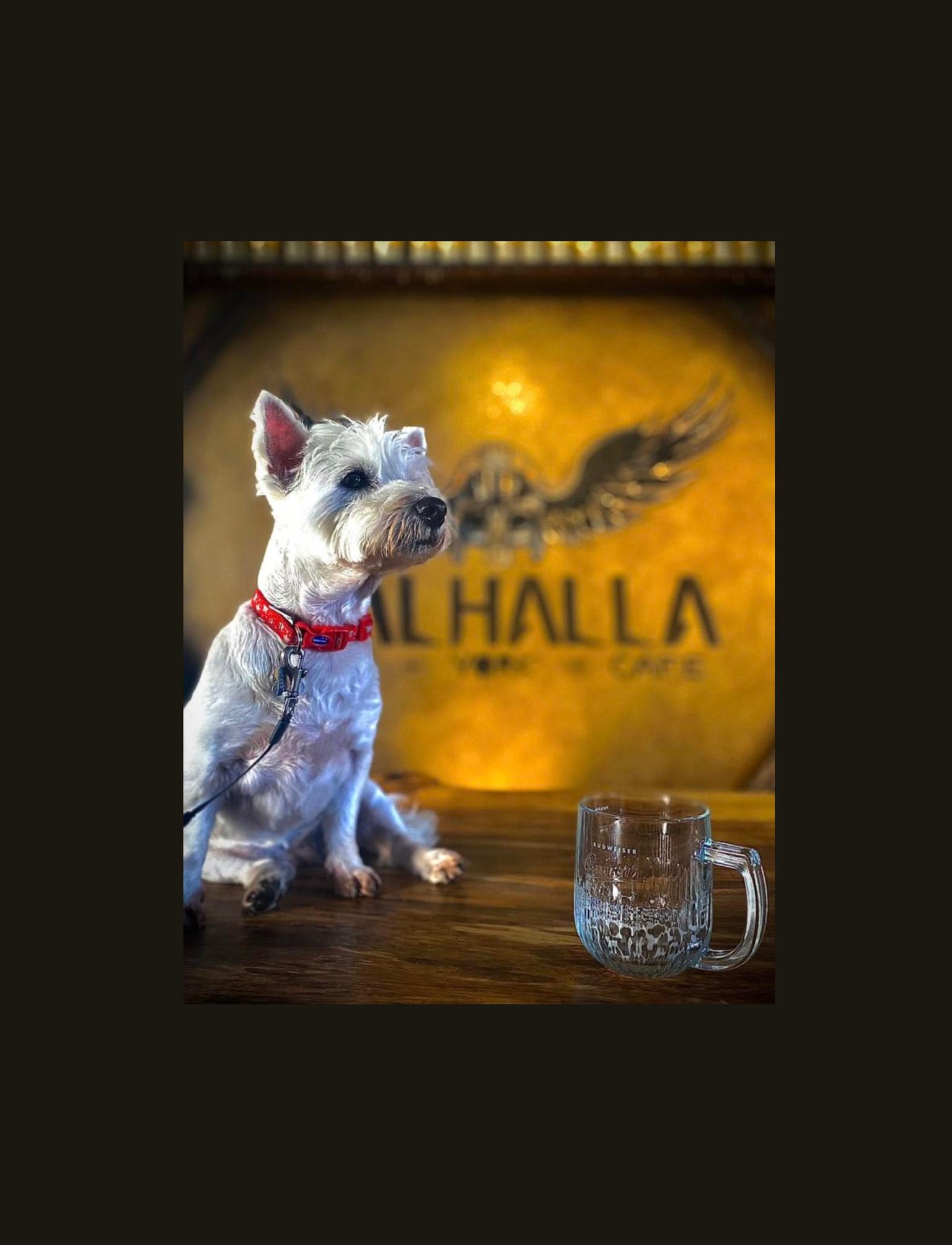 white dog sitting on table in front golden wall with 'valhalla' written on it.