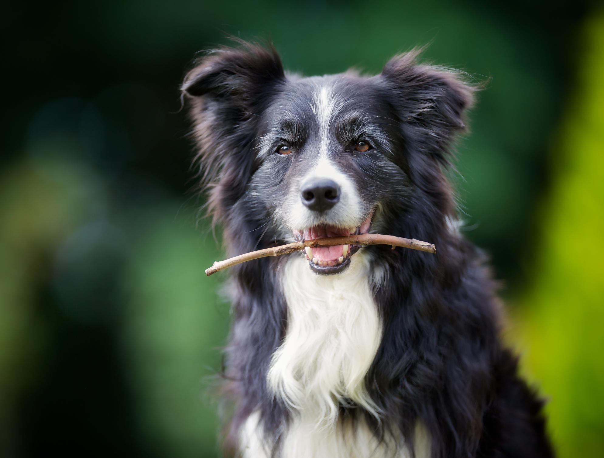 An older Border Collie smiles with a small stick in their mouth