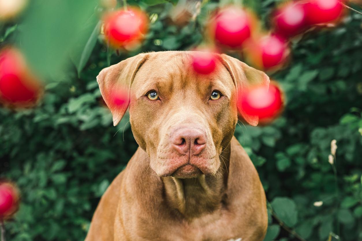 Brown dog sitting in front of a bush with blurred red berries in the foreground, looking directly at the camera.