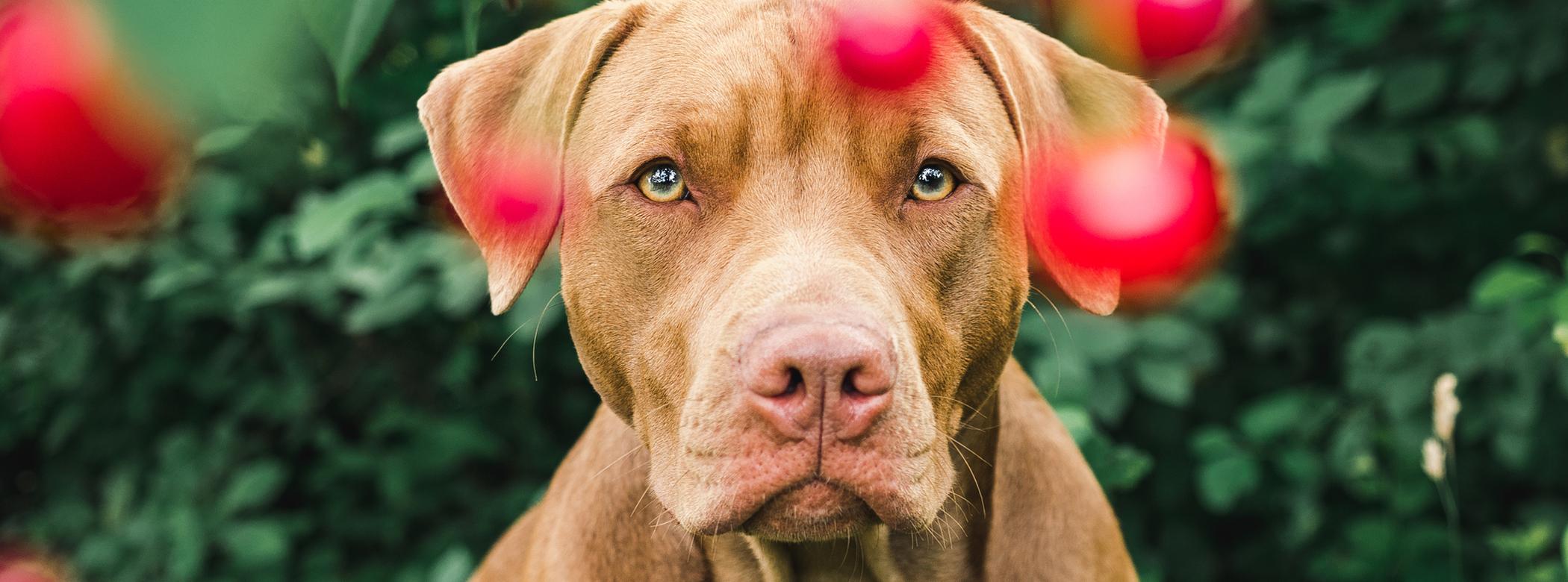 Brown dog sitting in front of a bush with blurred red berries in the foreground, looking directly at the camera.