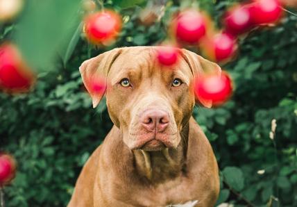 Brown dog sitting in front of a bush with blurred red berries in the foreground, looking directly at the camera.
