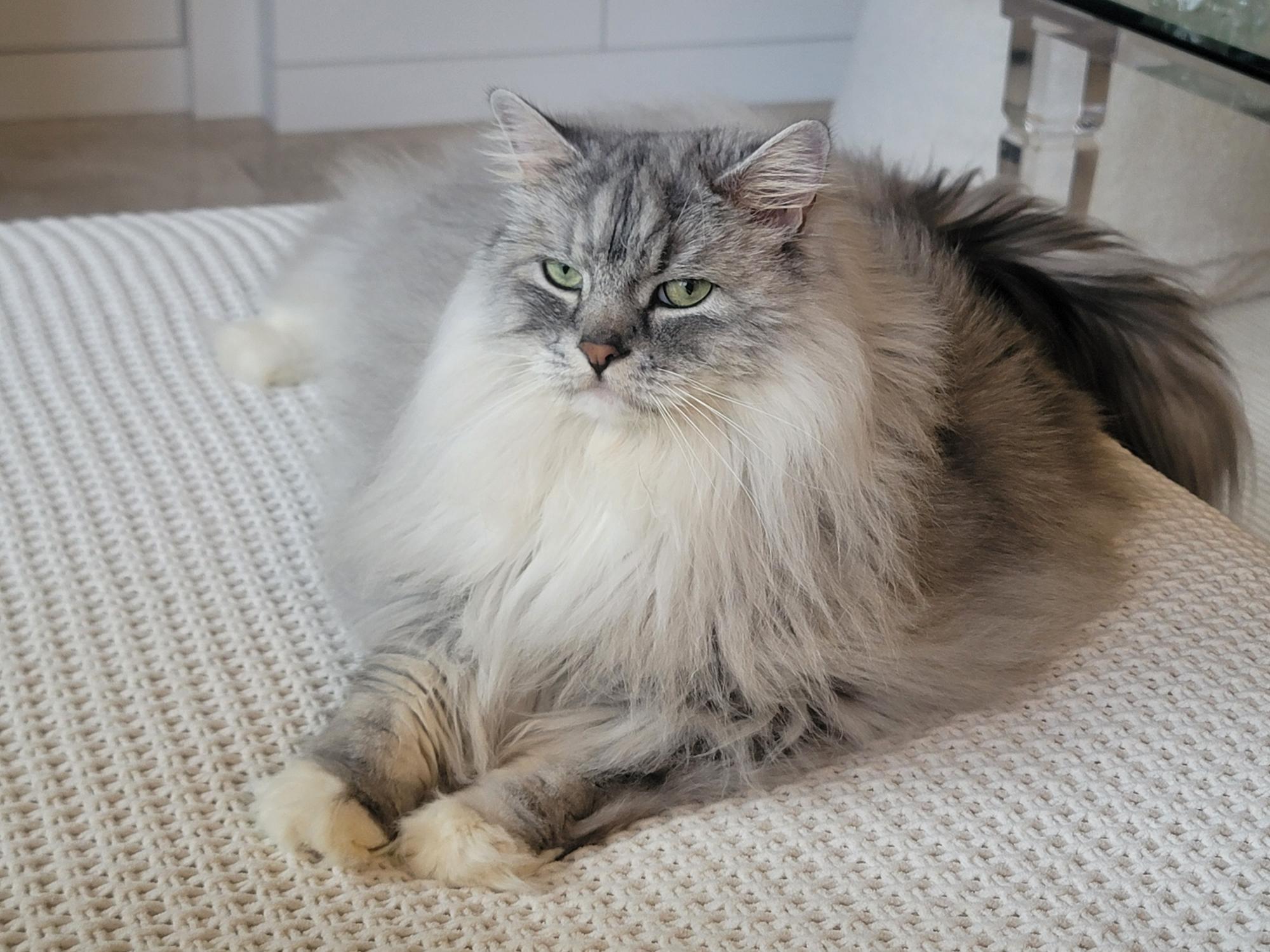 Image of a sleepy grey Ragamuffin cat on a bed