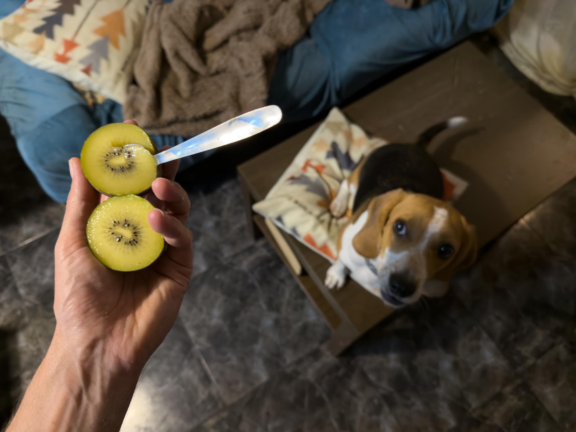 A person holds two kiwi halves with a spoon, while a Beagle looks up from a chair with a colourful cushion in a cosy living room setting.