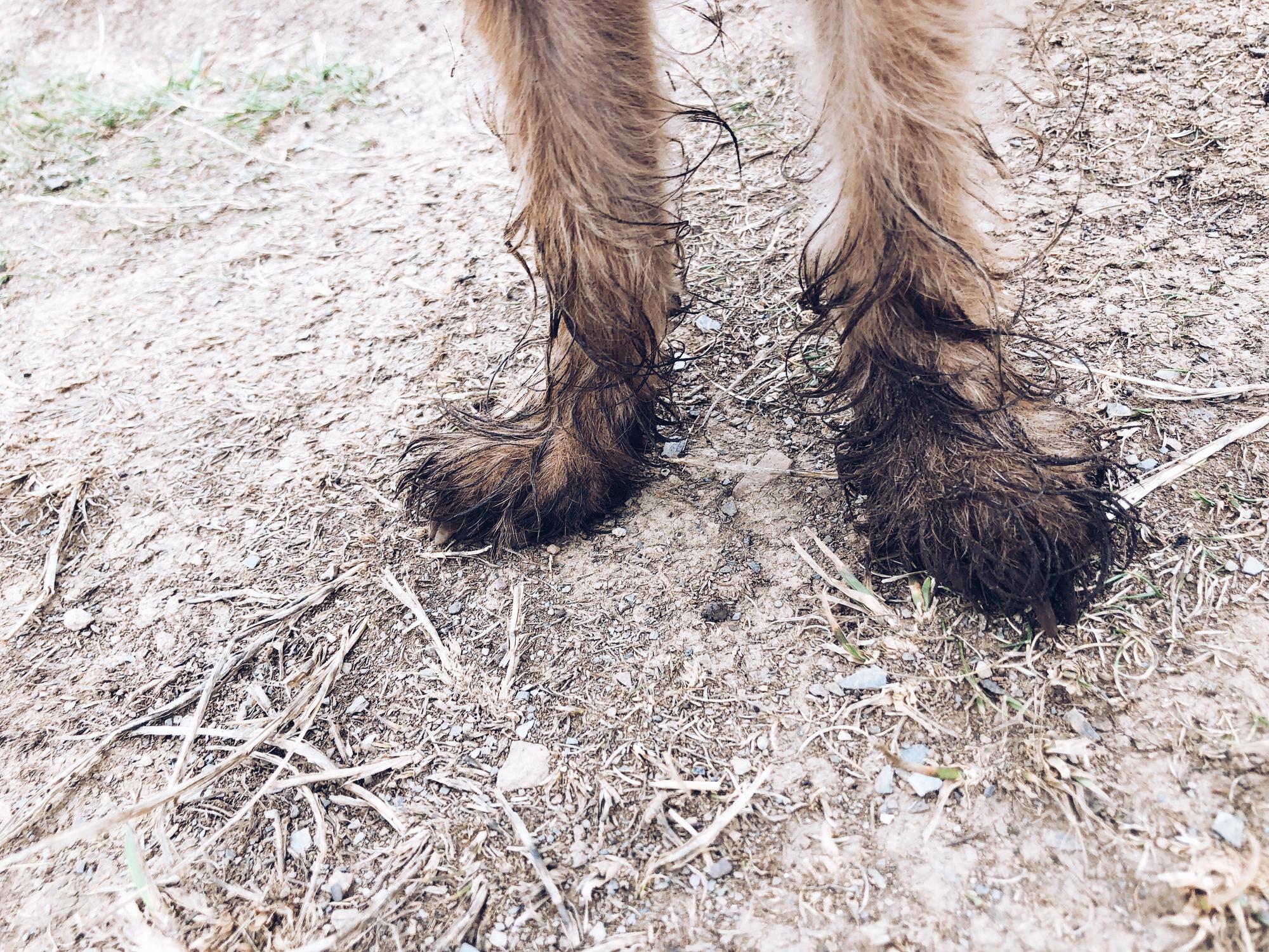 Muddy paws of a shaggy dog standing on a dirt path, surrounded by patches of grass and scattered twigs.