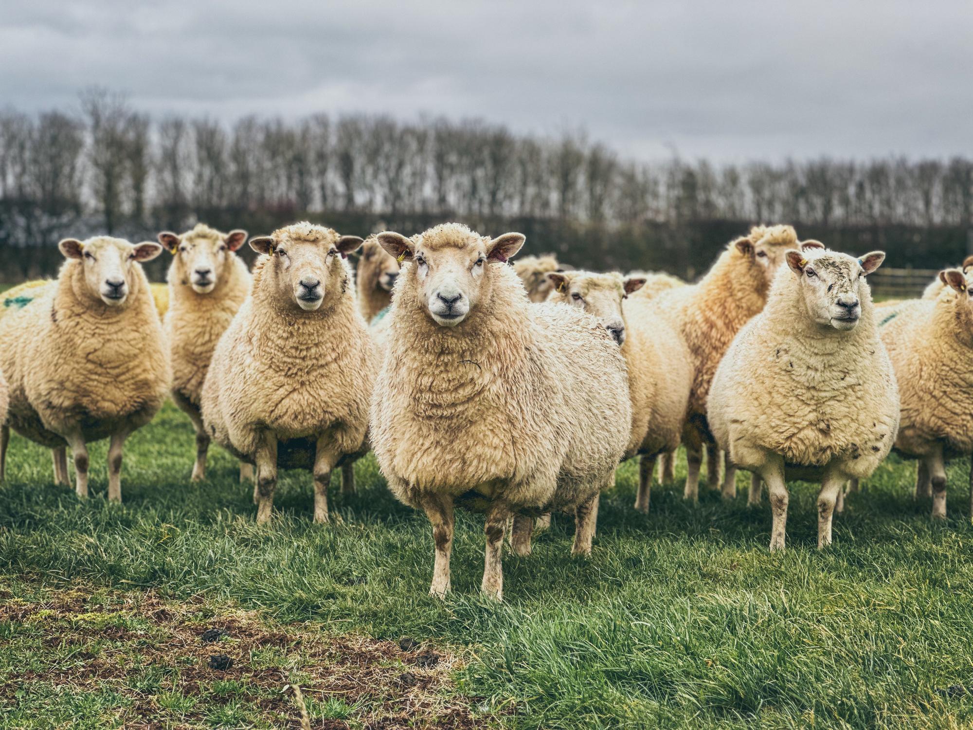 A group of fluffy sheep standing on a grassy field under a cloudy sky, with bare trees visible in the background.