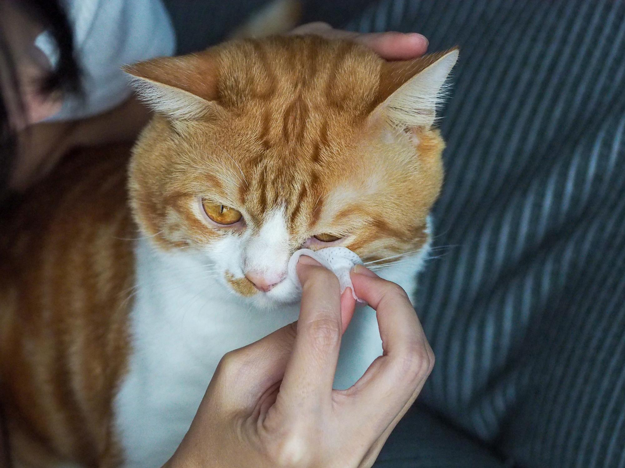 A person gently wipes a ginger and white cat's eye with a cotton pad while holding its head.