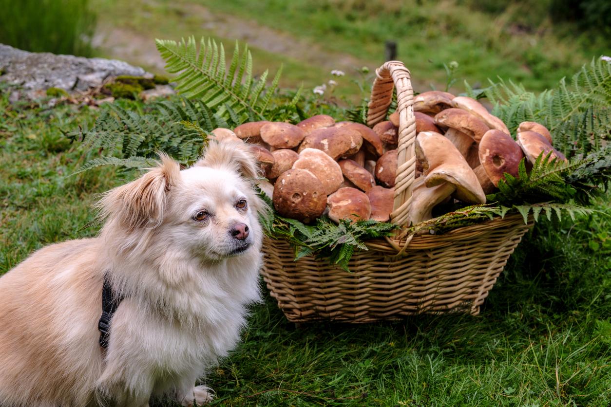 A fluffy white dog sits next to a wicker basket filled with mushrooms and ferns on a grassy field.