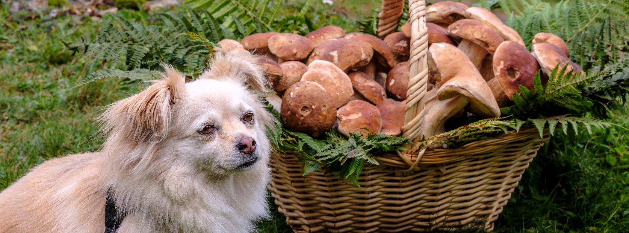 A fluffy white dog sits next to a wicker basket filled with mushrooms and ferns on a grassy field.