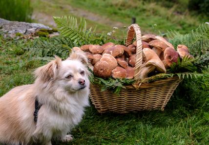 A fluffy white dog sits next to a wicker basket filled with mushrooms and ferns on a grassy field.