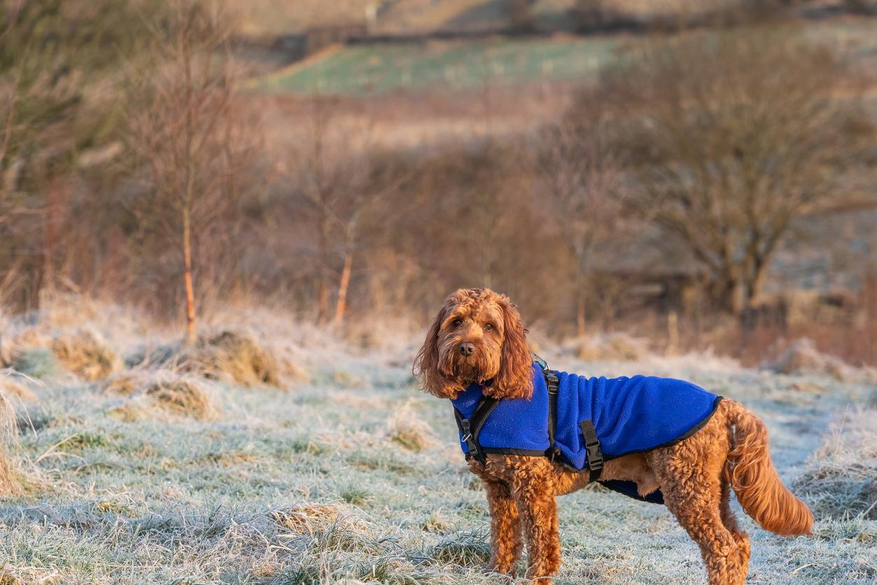 A brown dog with a blue jacket outside on a cold, frosty day