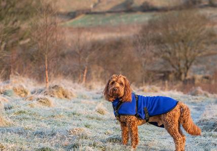 A brown dog with a blue jacket outside on a cold, frosty day