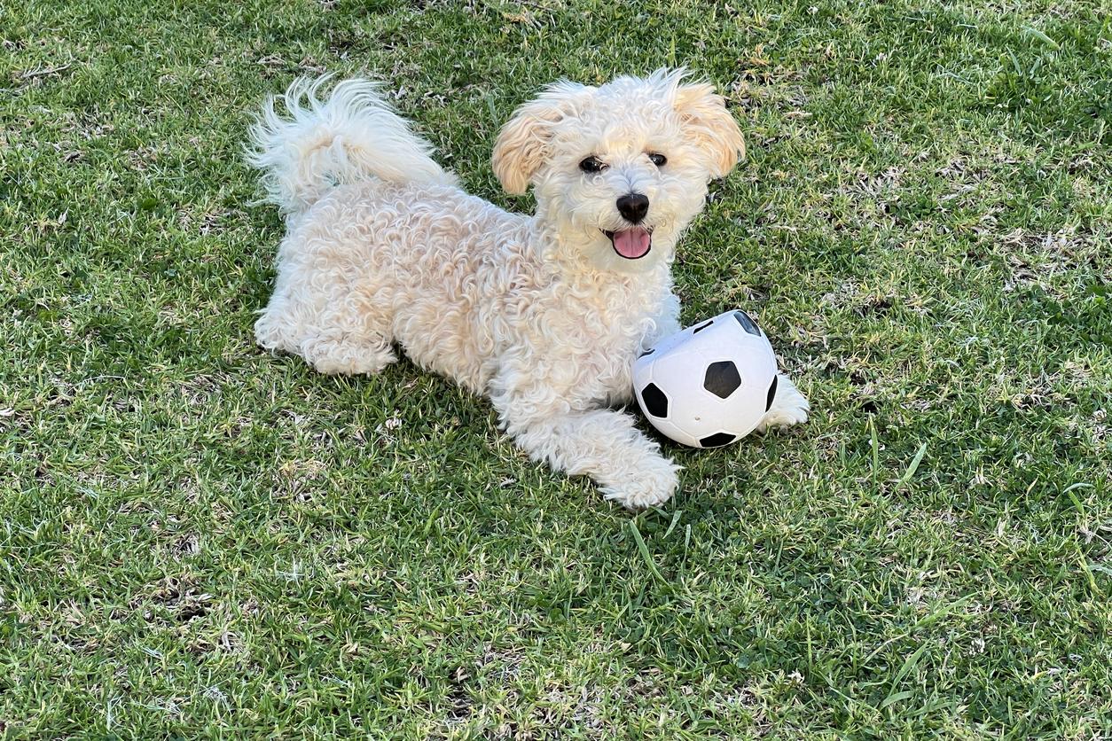 A fluffy dog lies on grass with a small football, panting happily.