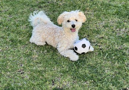 A fluffy dog lies on grass with a small football, panting happily.