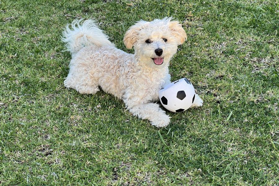 A fluffy dog lies on grass with a small football, panting happily.