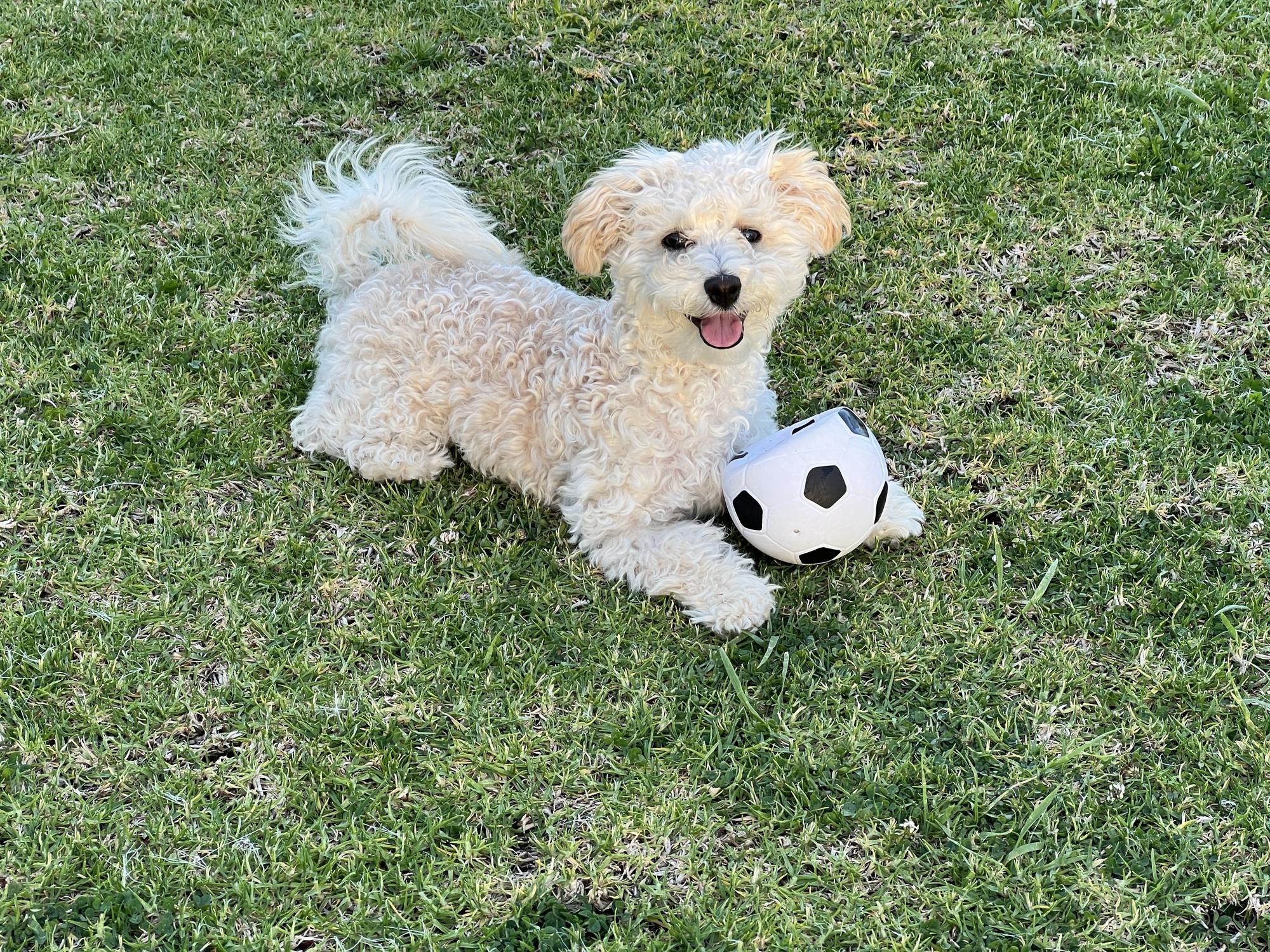 A fluffy dog lies on grass with a small football, panting happily.