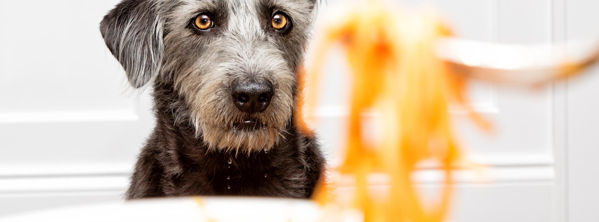 A scruffy black-and-grey dog looks intently at a plate of spaghetti on a table, with a fork lifting a swirl of pasta.