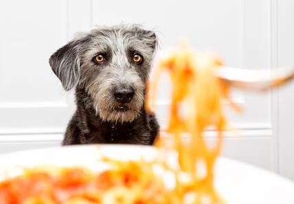 A scruffy black-and-grey dog looks intently at a plate of spaghetti on a table, with a fork lifting a swirl of pasta.