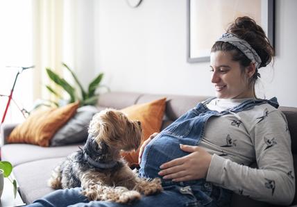 A dog stares up and lays in the lap of their pregnant pet parent as the pet parent touches their pregnant belly