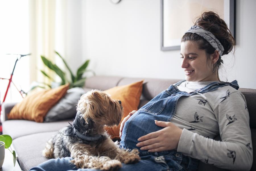 A dog stares up and lays in the lap of their pregnant pet parent as the pet parent touches their pregnant belly