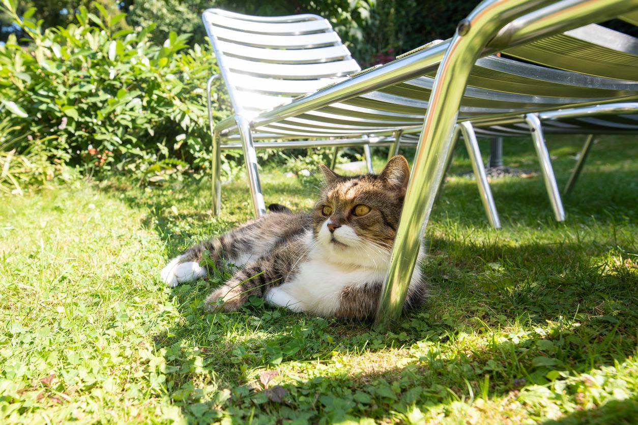 Cat lounging on green grass under metal garden chairs, surrounded by lush foliage in a sunlit garden.