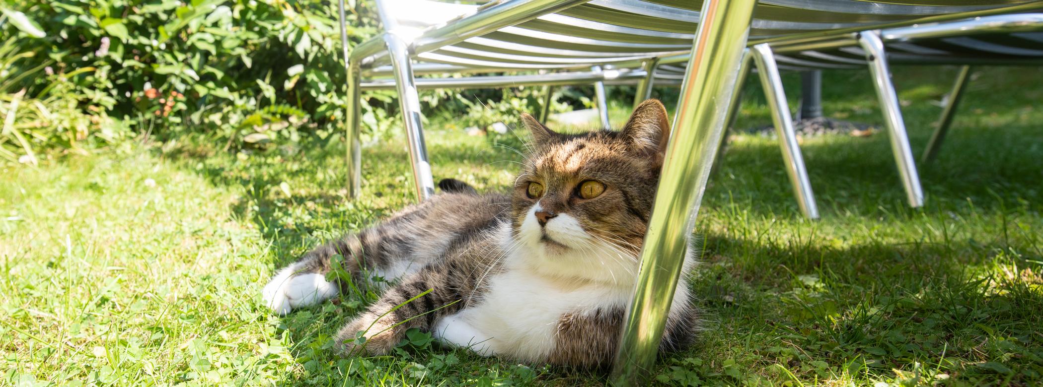 Cat lounging on green grass under metal garden chairs, surrounded by lush foliage in a sunlit garden.
