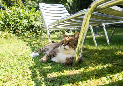Cat lounging on green grass under metal garden chairs, surrounded by lush foliage in a sunlit garden.