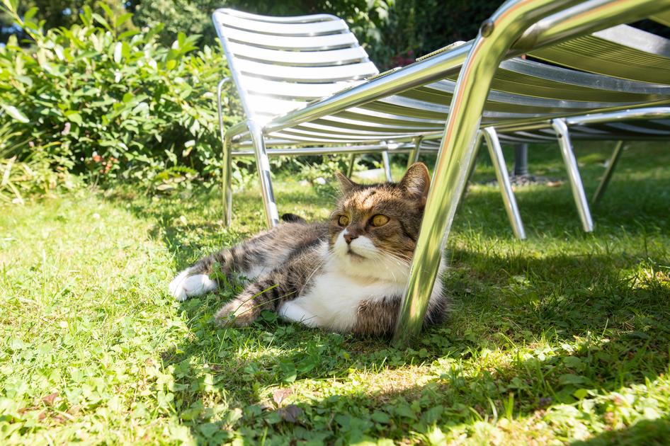 Cat lounging on green grass under metal garden chairs, surrounded by lush foliage in a sunlit garden.
