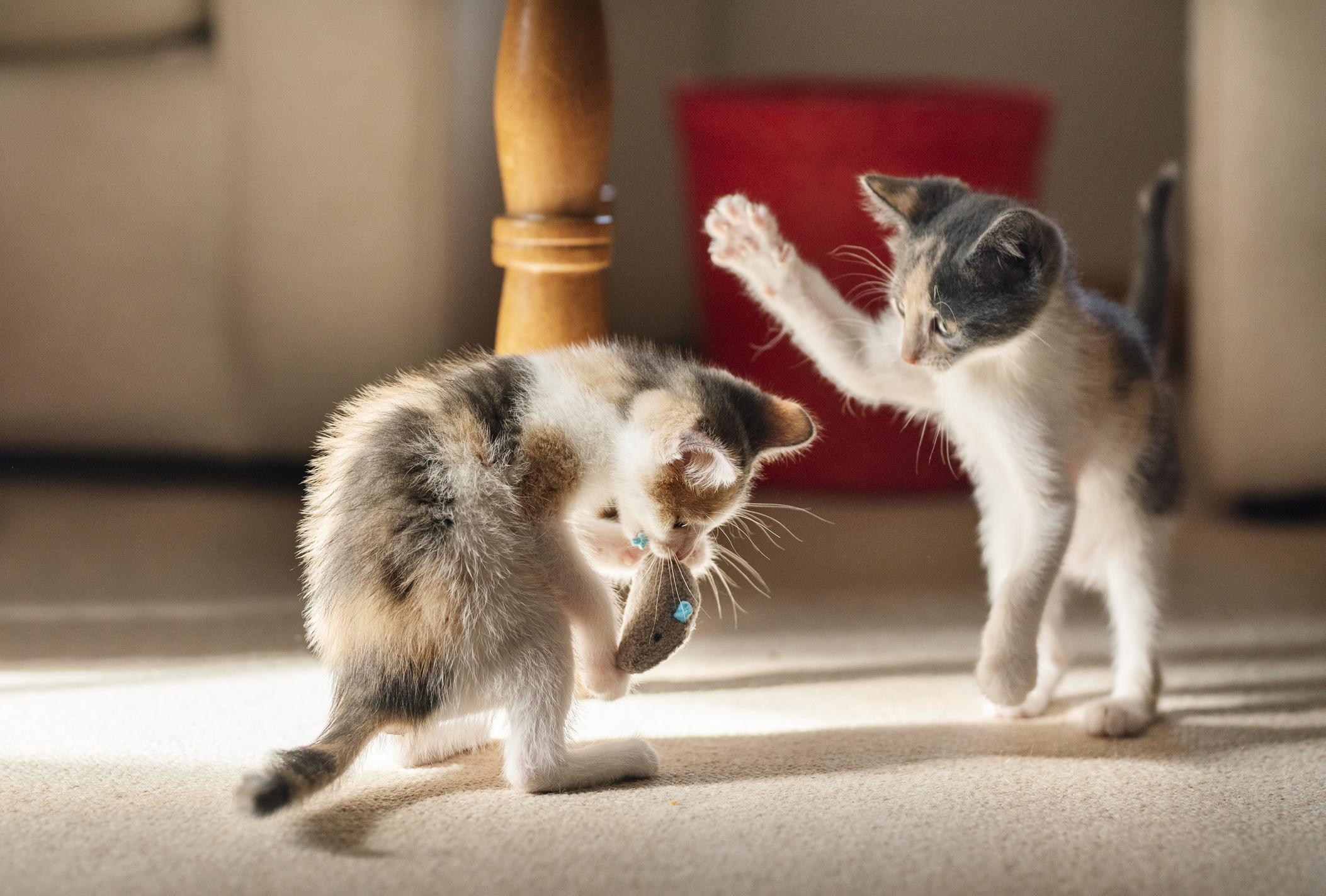 Two kittens playing; one holds a toy mouse, while the other playfully raises a paw, in a sunlit room with a wooden table leg and a red object behind.