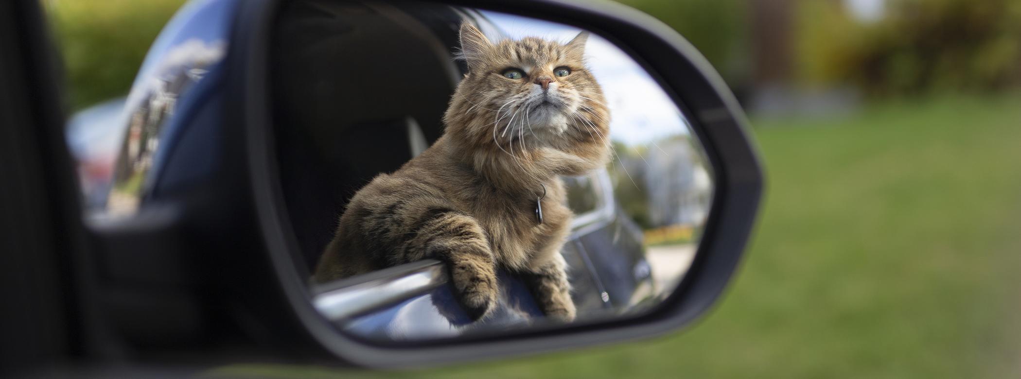 Fluffy tabby cat looks out of a car window, seen in the side mirror, with blurred greenery and a house in the background.
