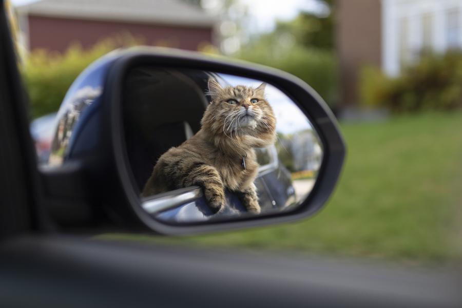 Fluffy tabby cat looks out of a car window, seen in the side mirror, with blurred greenery and a house in the background.