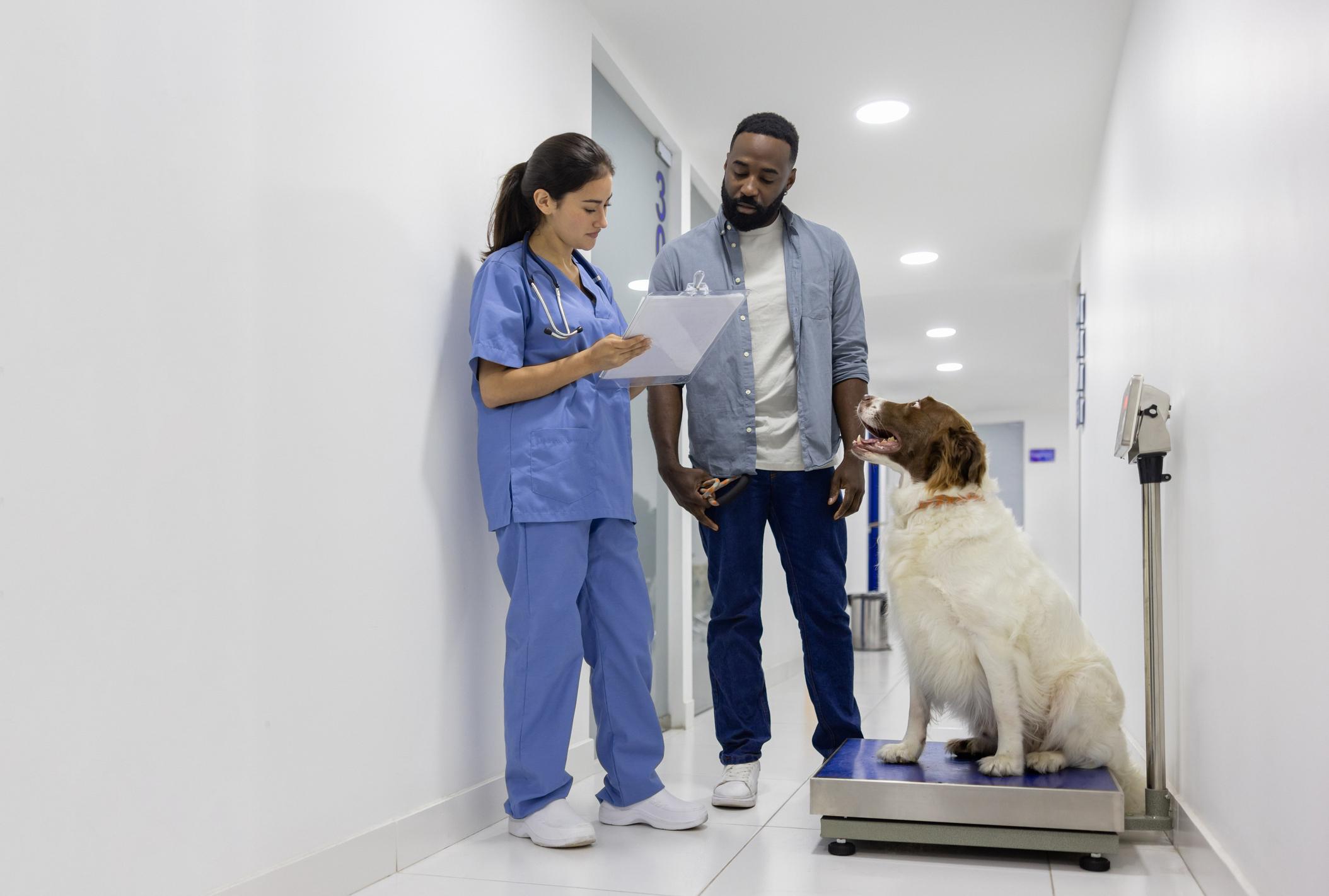 A Springer Spaniel smiles and looks up at their pet parent while sat on a weighing scale, the pet parent is looking at a vet&#39;s clipboard as she explains the results to him