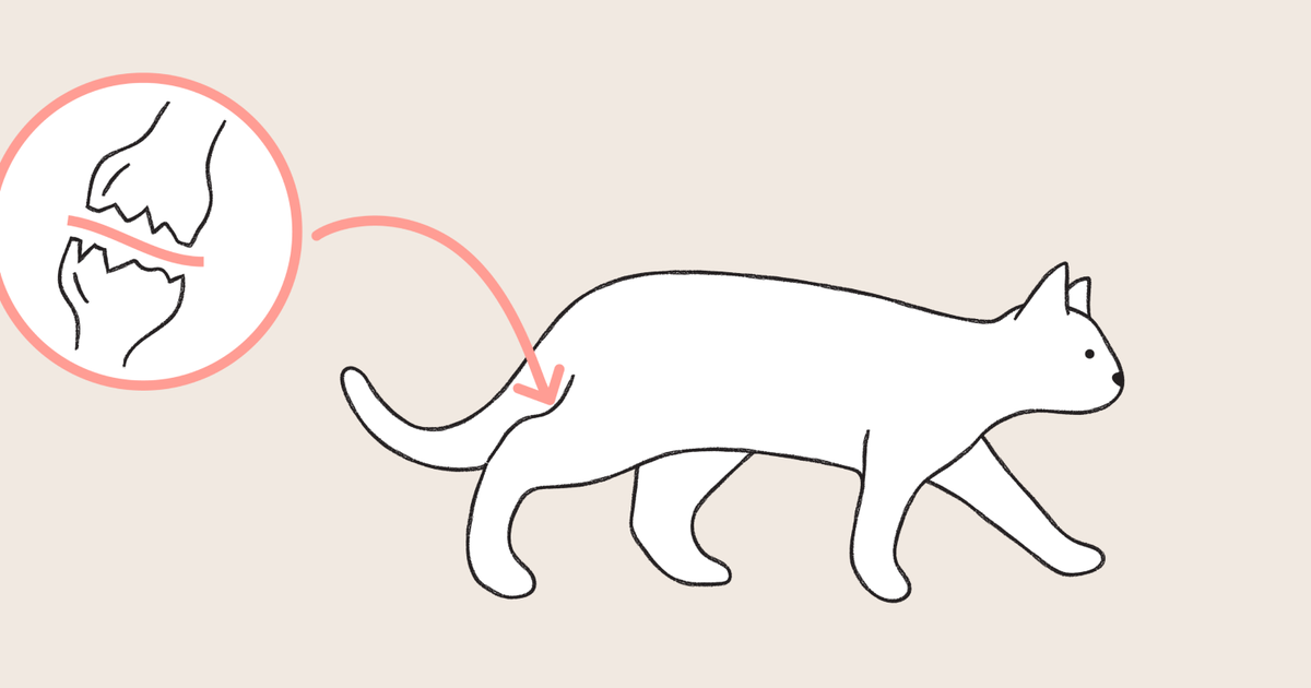 Managing arthritis in cats a comprehensive guide ManyPets