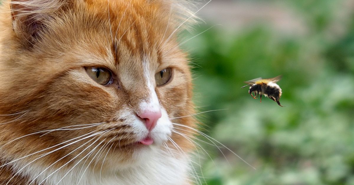 Cat Stung By A Bee Or Wasp Here s What To Look For ManyPets Cat Stung By A Bee Or Wasp Here s What To Look For ManyPets