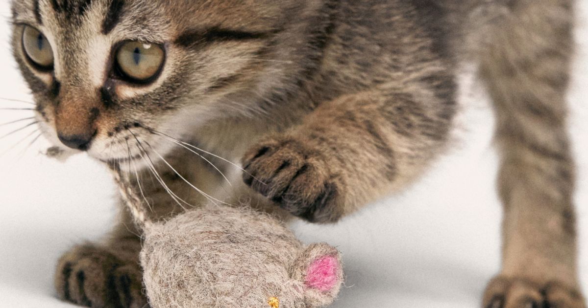 Kitten with clearance toy