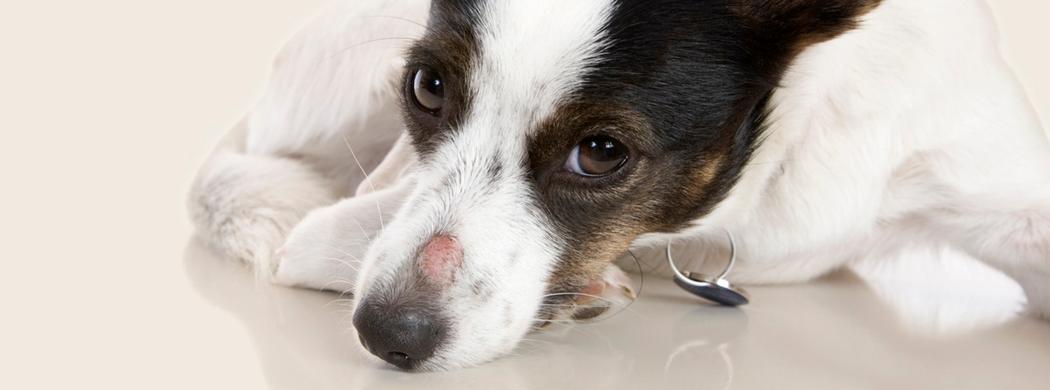 Unbelievable Ringworm Symptoms In Dogs That Left Me Speechless - v6zrc6f