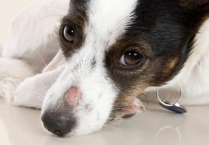 Dog with ringworm on his nose