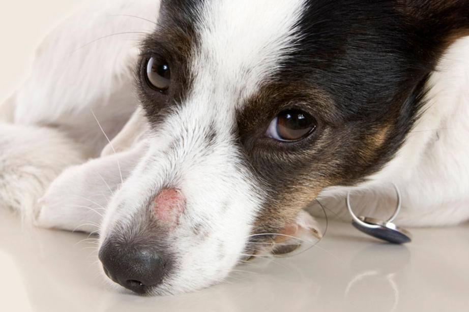 Dog with ringworm on his nose