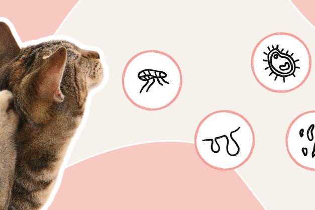Reducing Meowing In Cats Due To Ear Infections photo