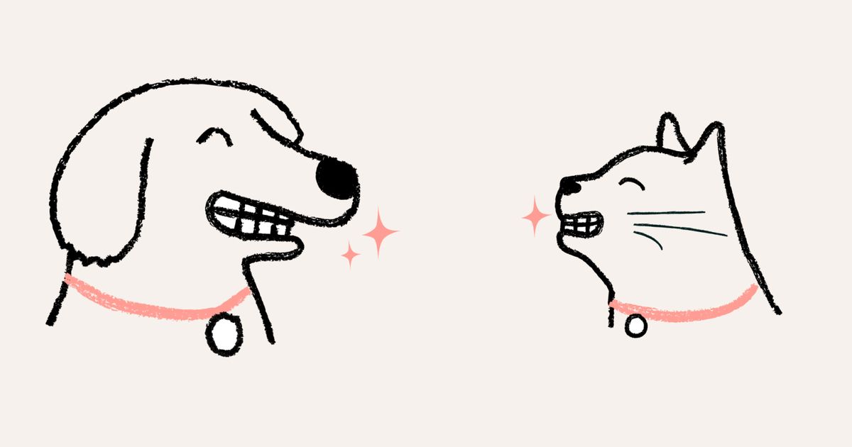 Preventive care & pet insurance for pets what you should know ManyPets