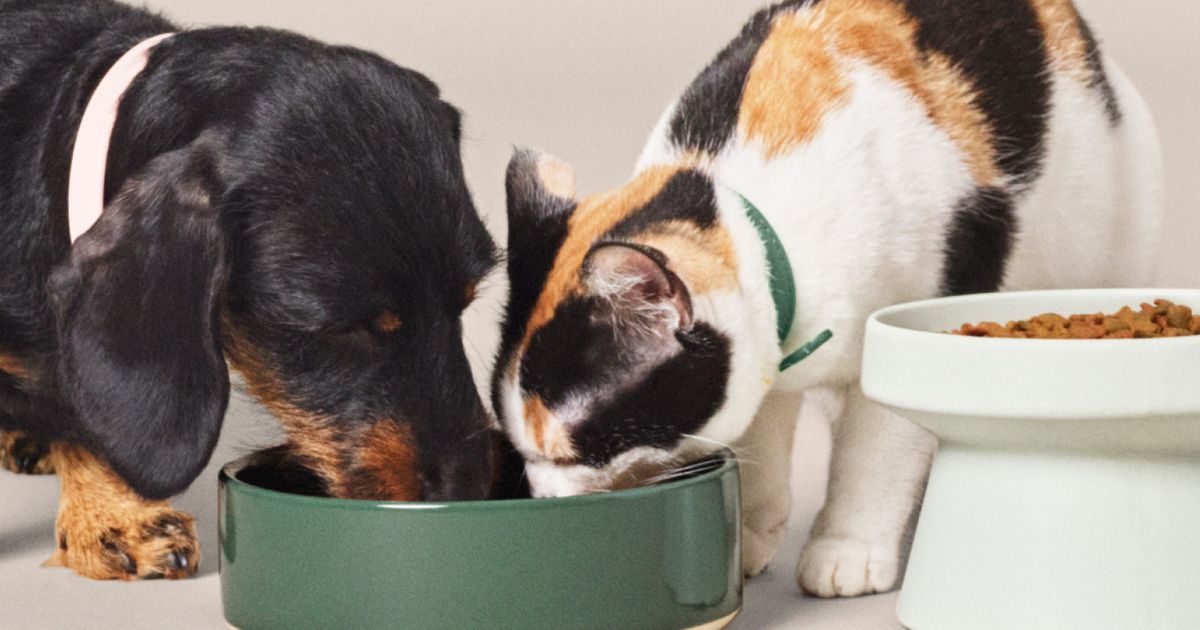 Feeding dog food outlet to cats