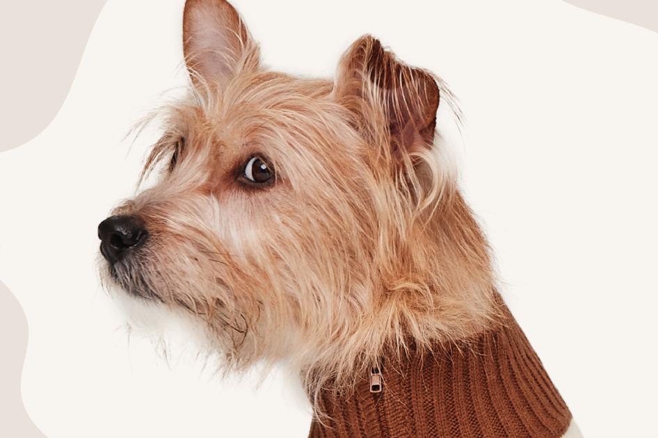 A small, scruffy tan dog wearing a brown sweater, looking to the left against a beige background.