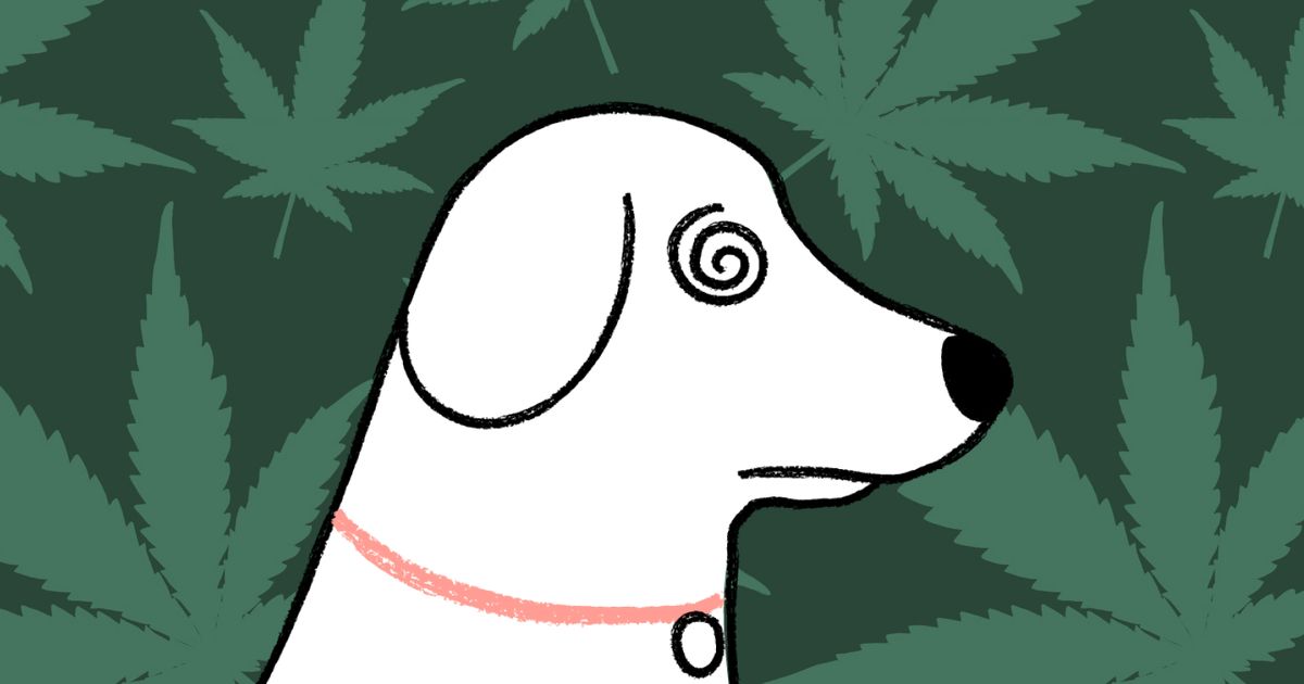 Cannabis (Marijuana) Poisoning in Dogs What You Need to Know ManyPets
