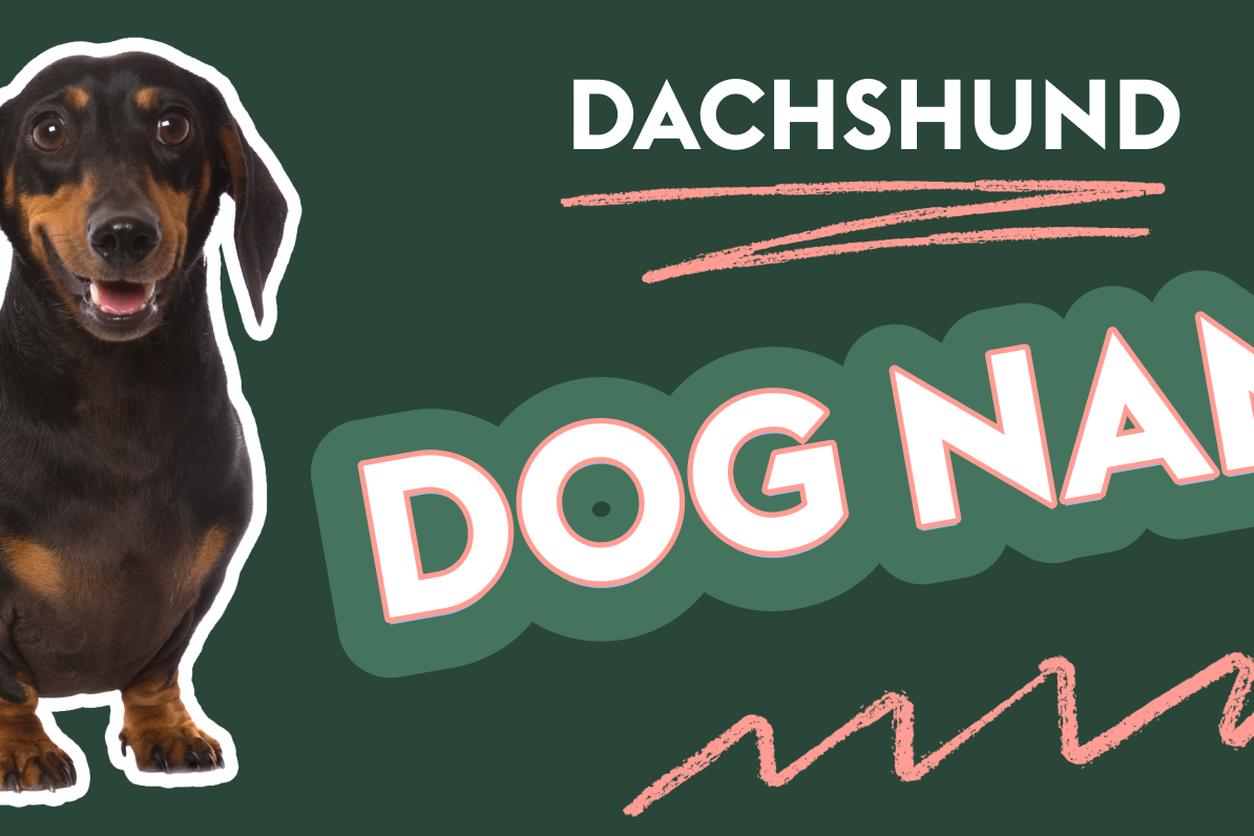 The image features a dachshund dog on the left side with the text "Dachshund Dog Names" in bold letters on the right. The background is dark green, and the text is accented with pink highlights and squiggly lines for emphasis.