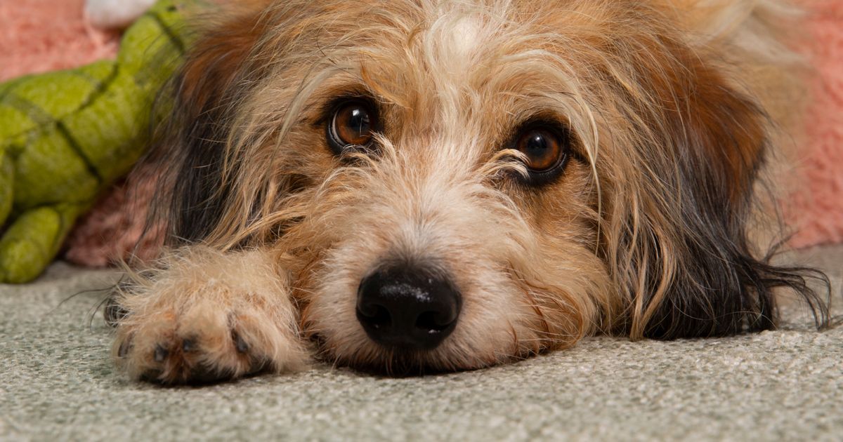 How To Take Care Of A Senior Dog ManyPets